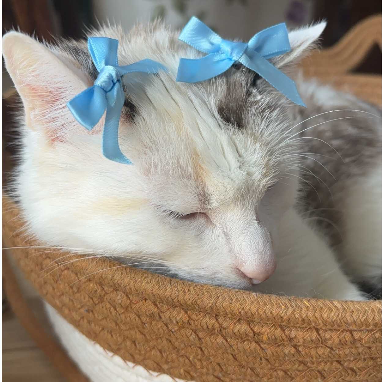 cagnotte cause animale