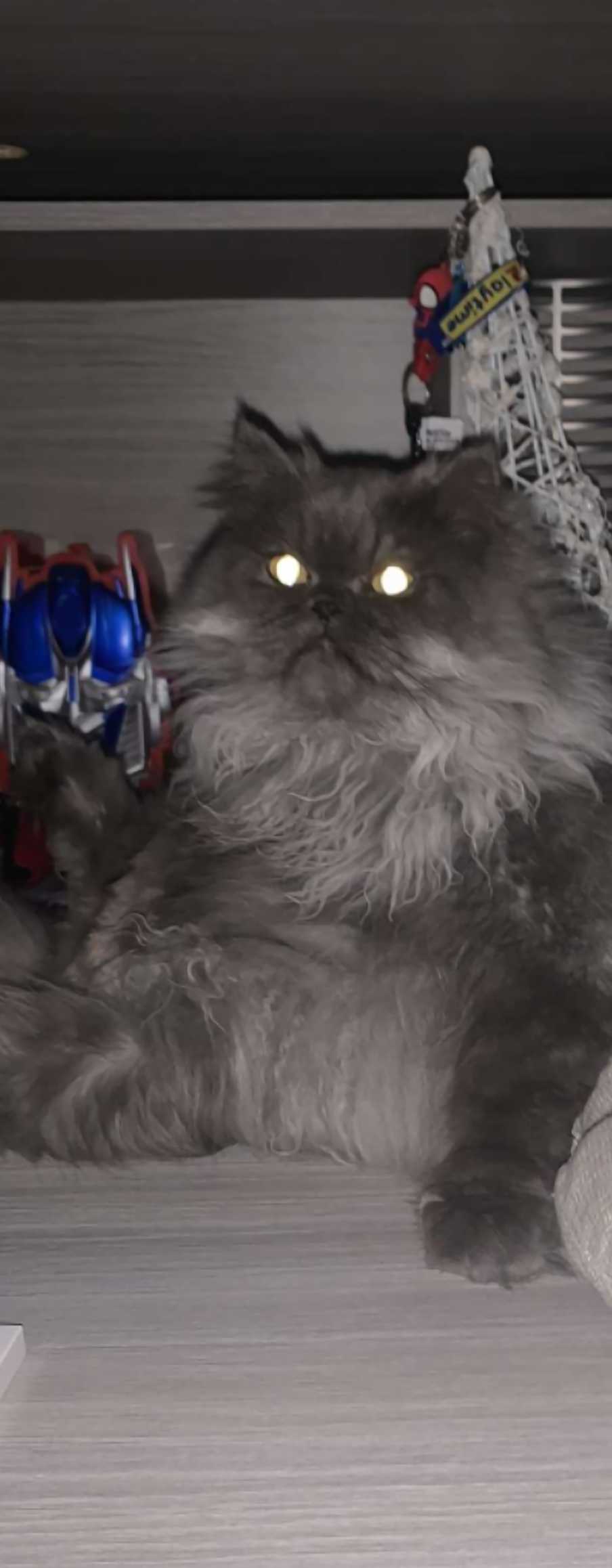 cagnotte cause animale