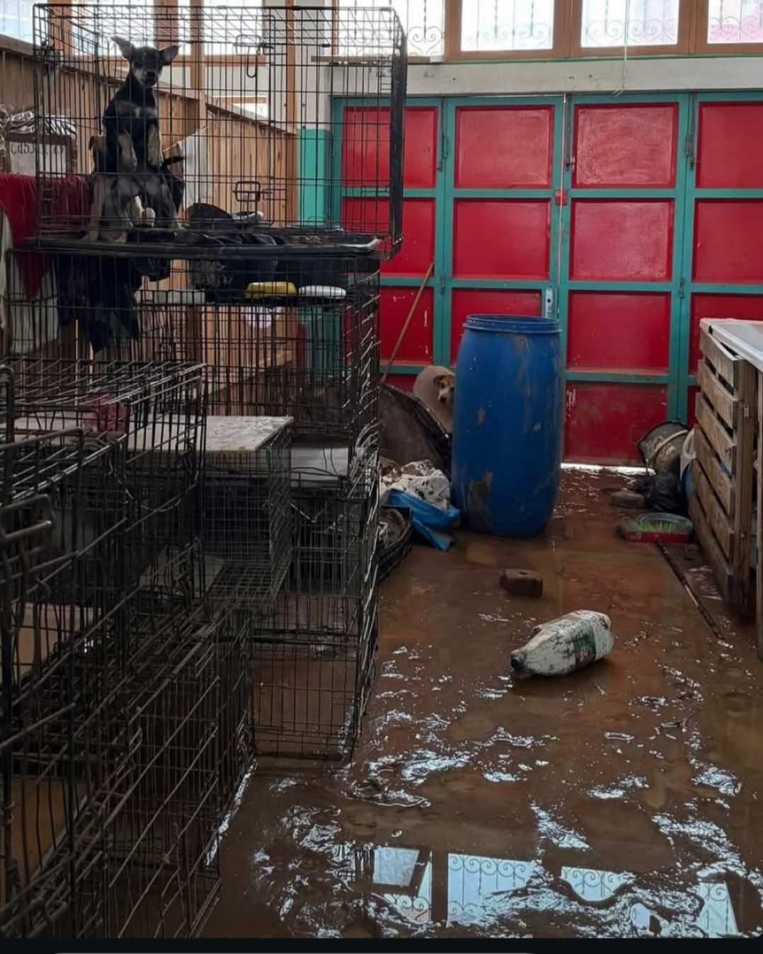 cagnotte humanitaire