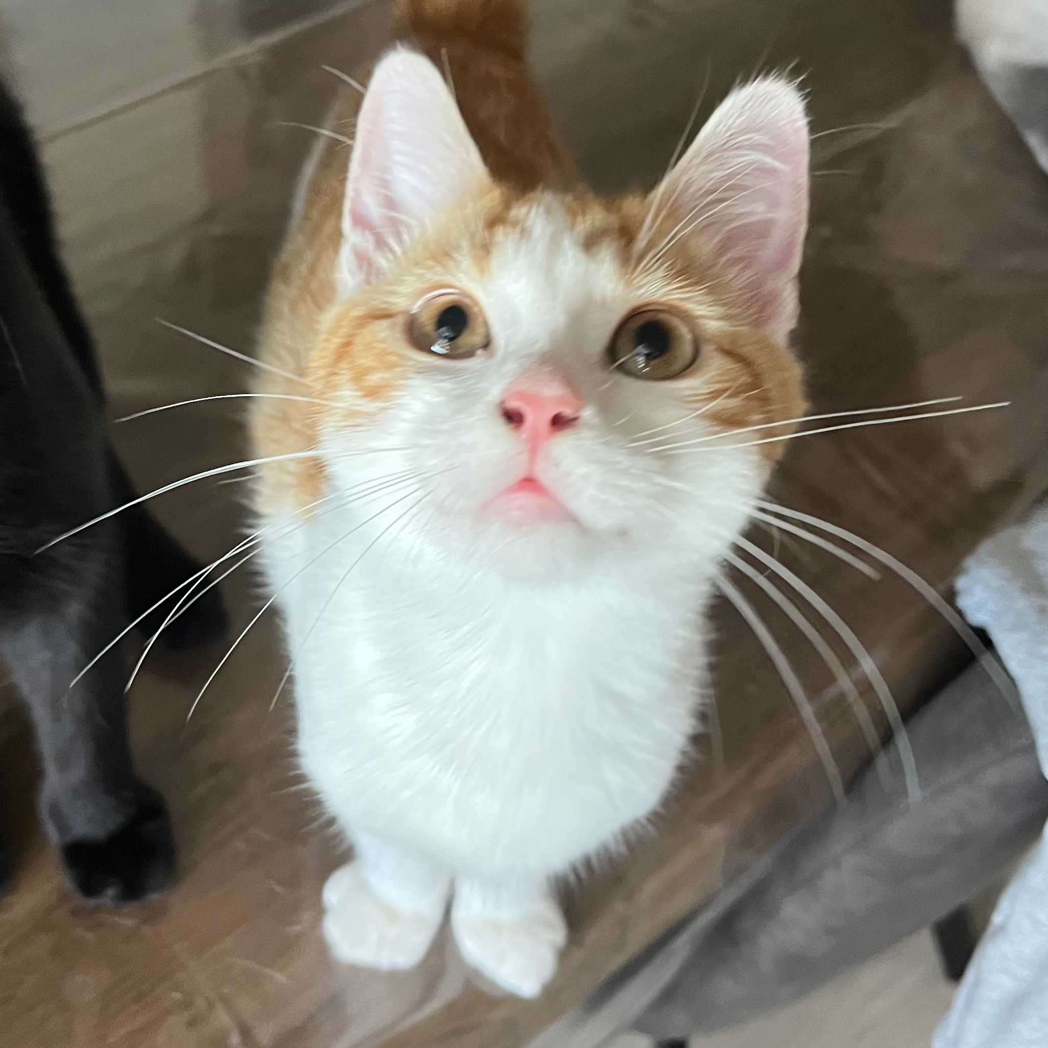 cagnotte cause animale