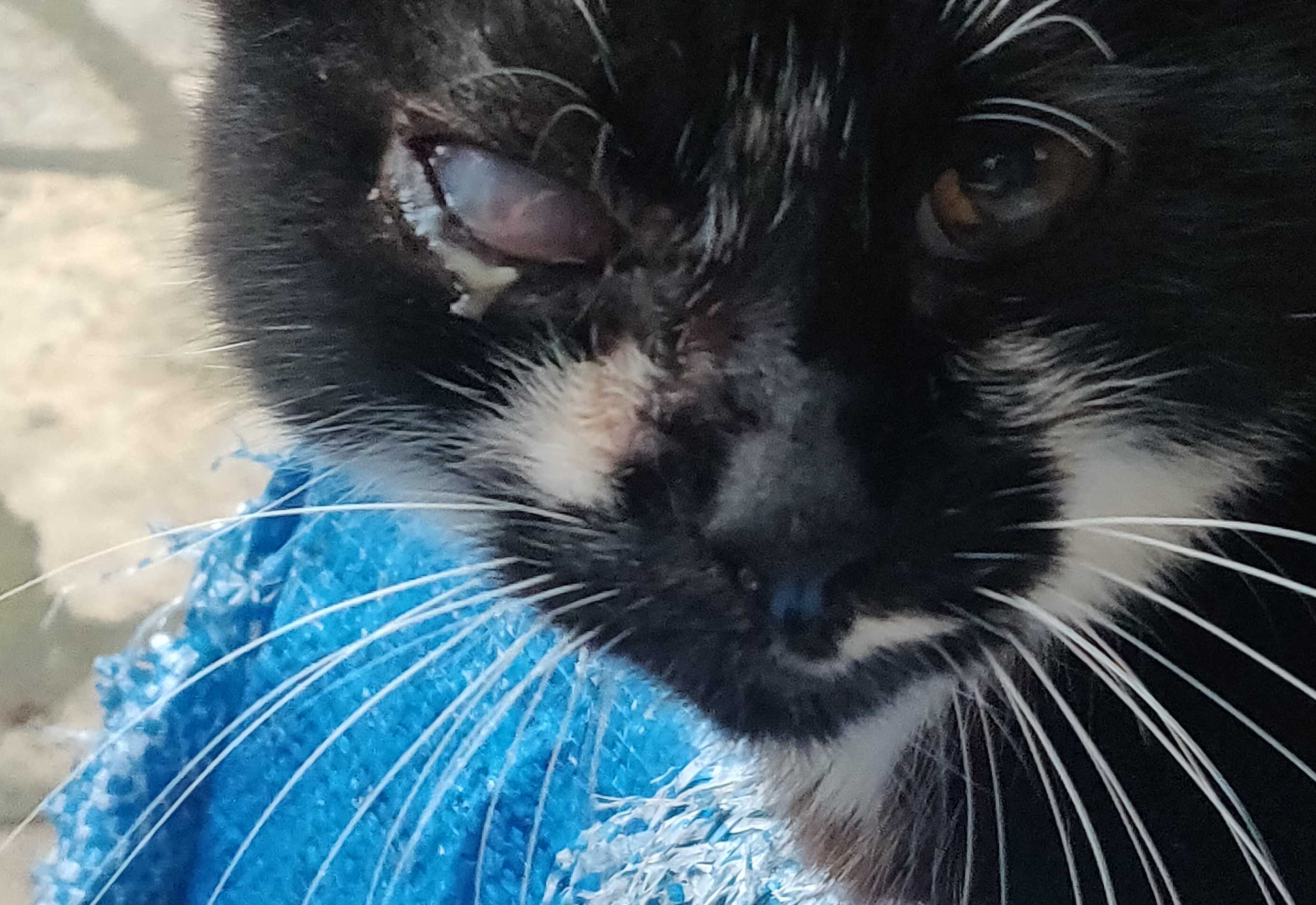 cagnotte cause animale