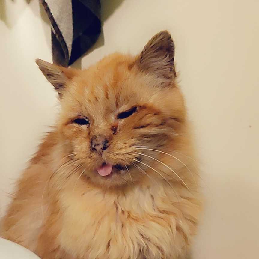 cagnotte cause animale