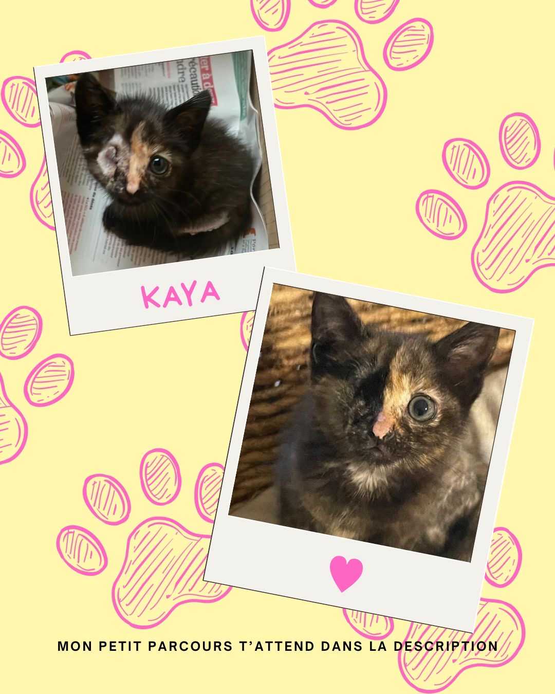 cagnotte cause animale