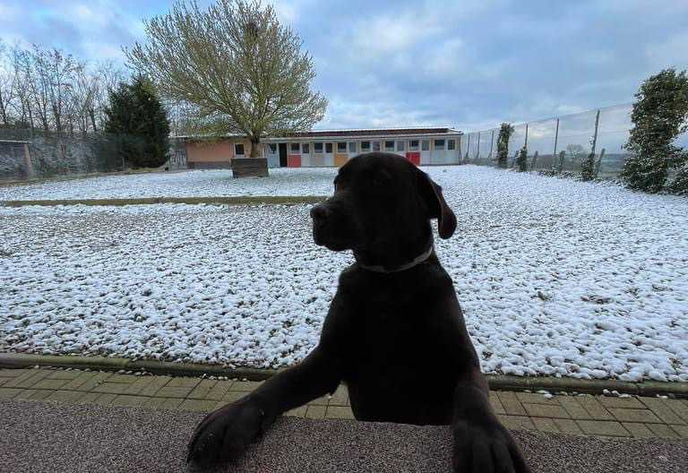 cagnotte cause animale