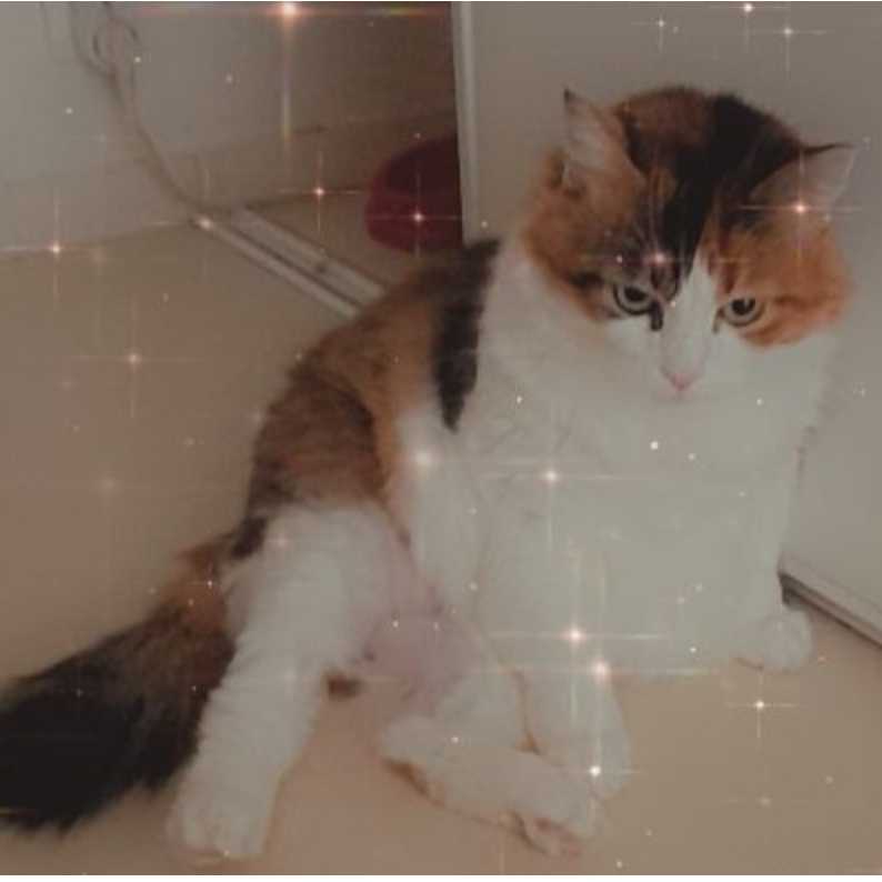 cagnotte cause animale