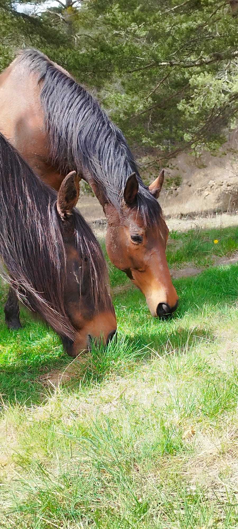 cagnotte association