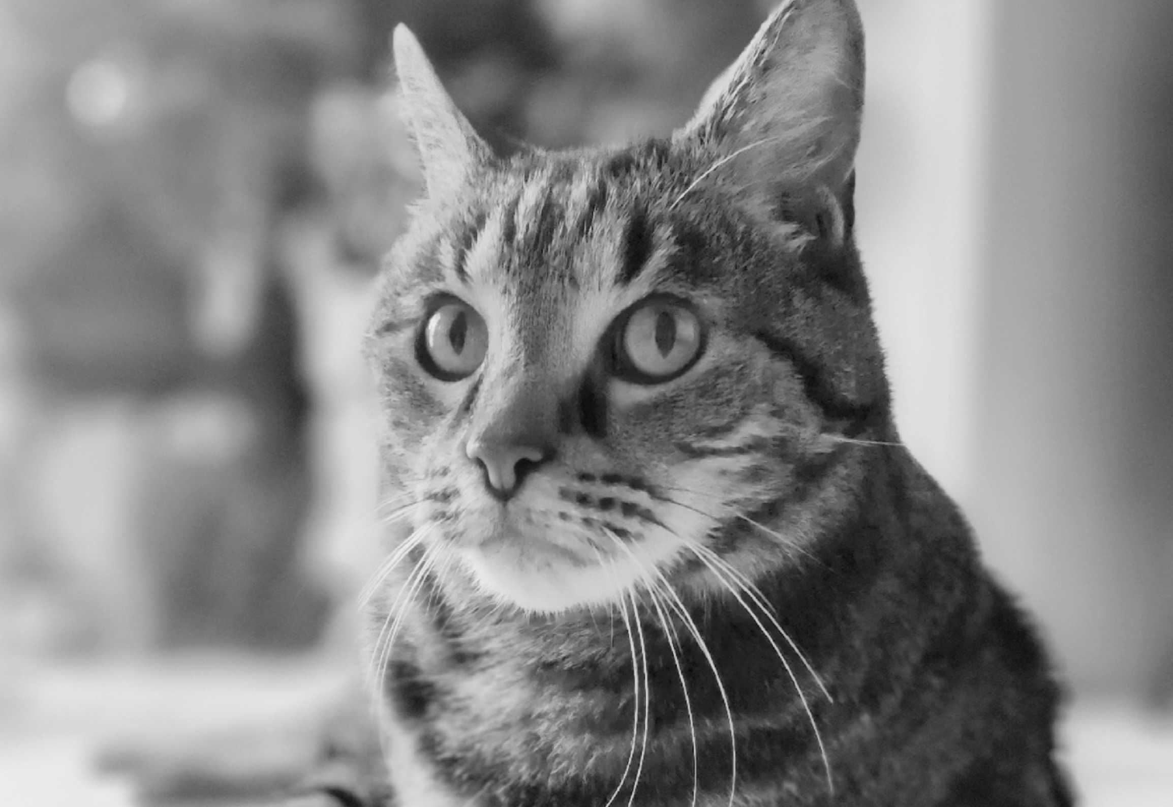 cagnotte cause animale