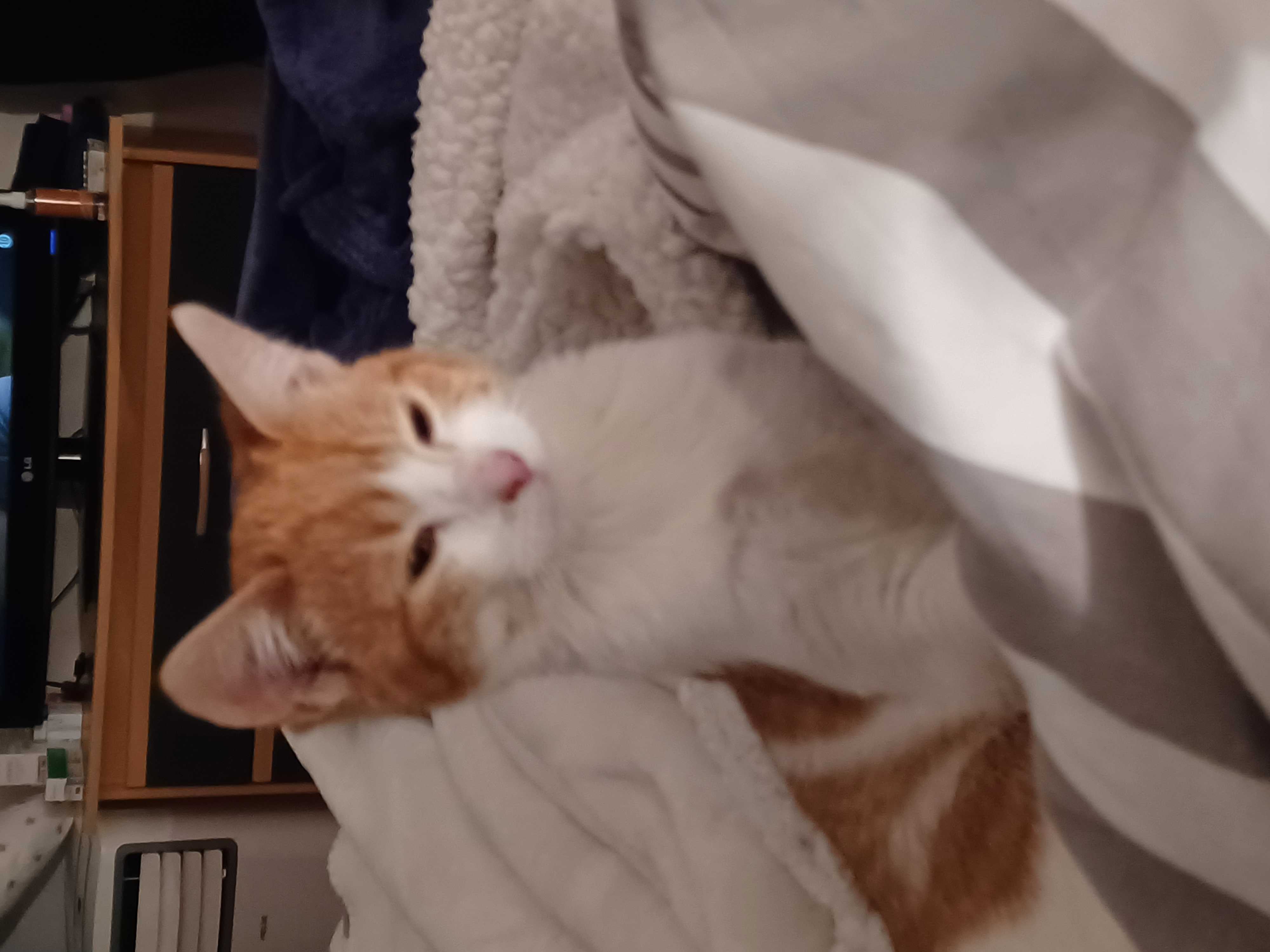 cagnotte cause animale