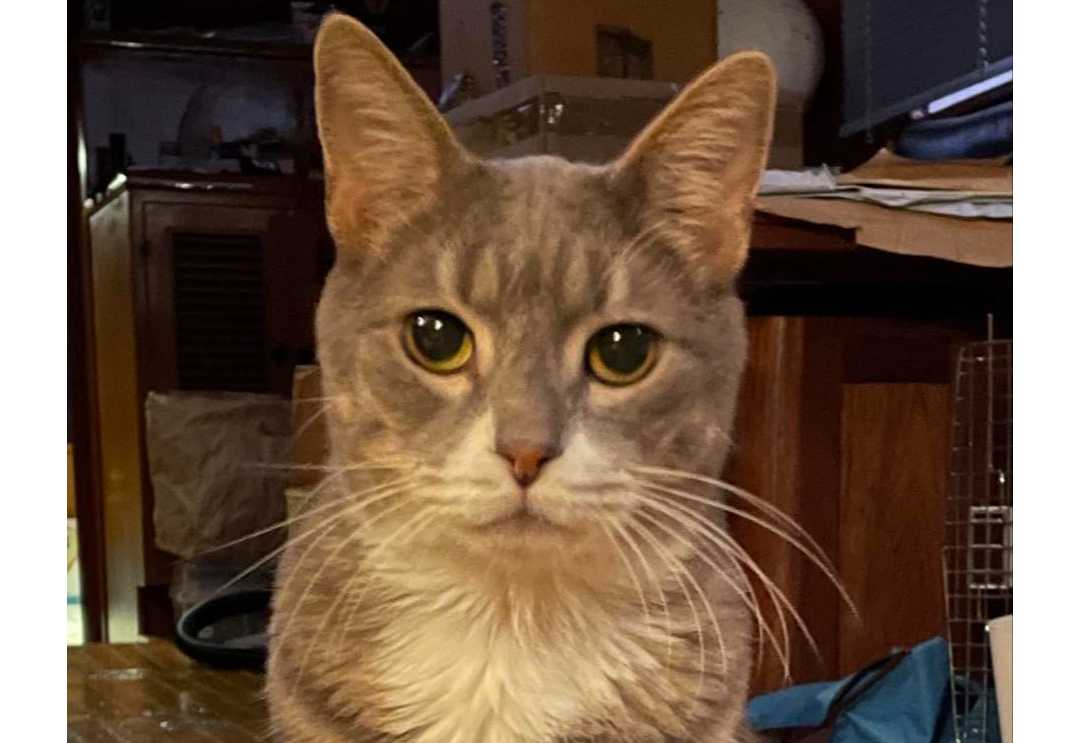 cagnotte solidarité