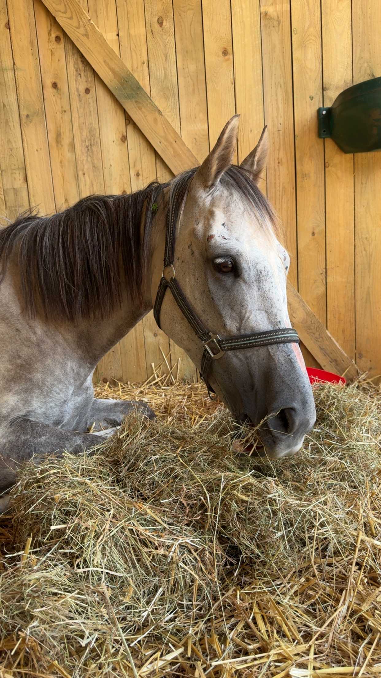 cagnotte cause animale