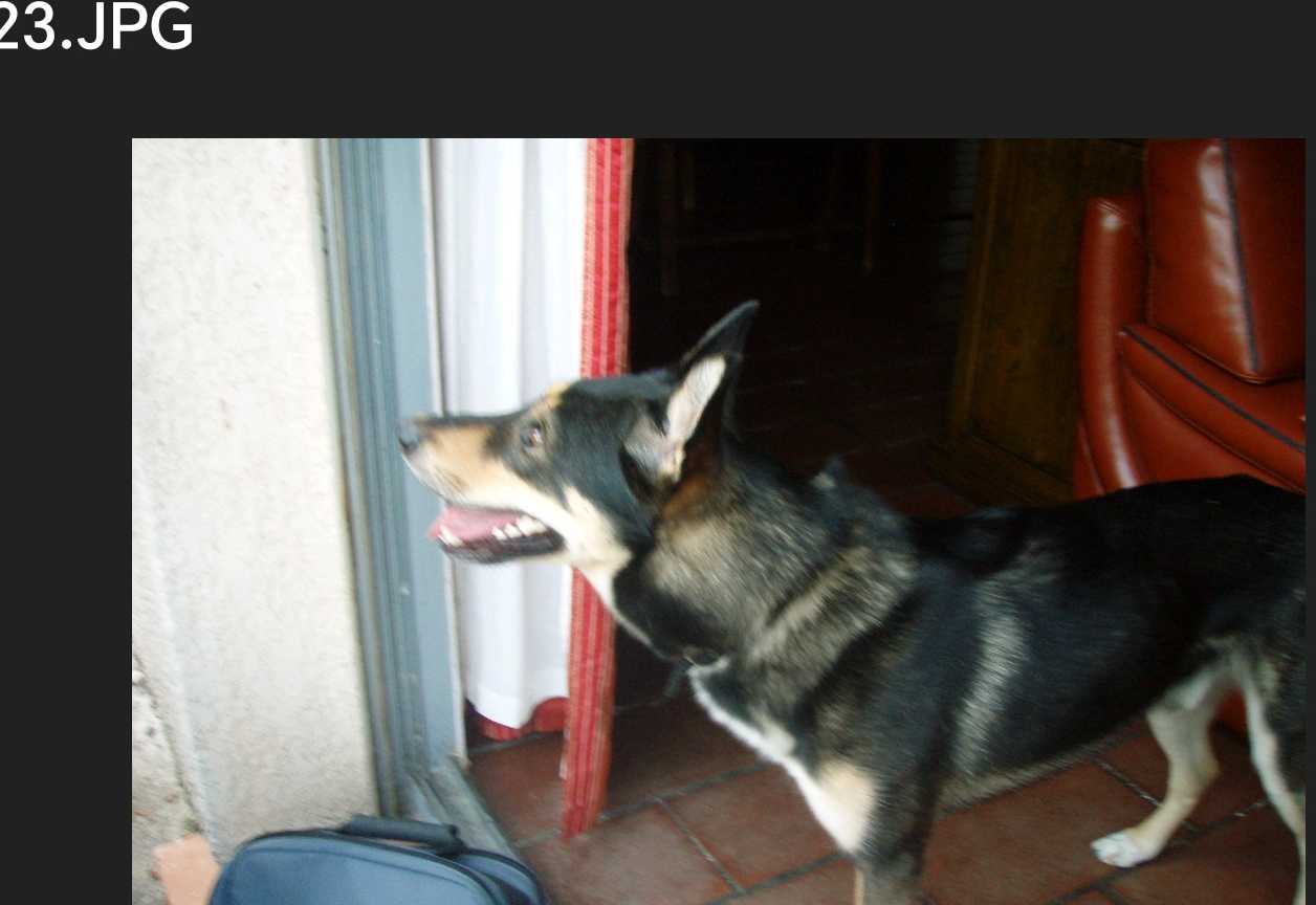 cagnotte cause animale