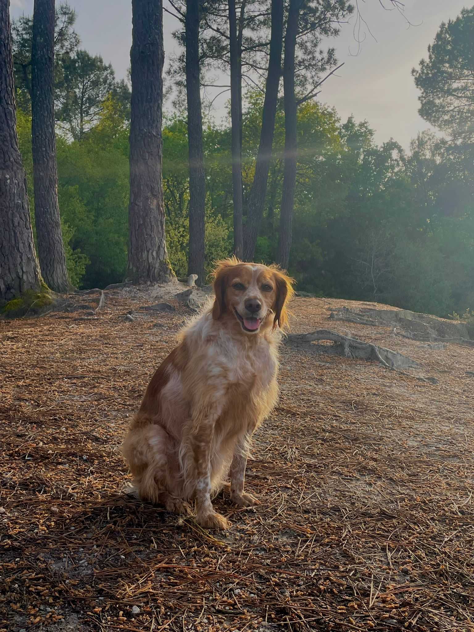 cagnotte cause animale