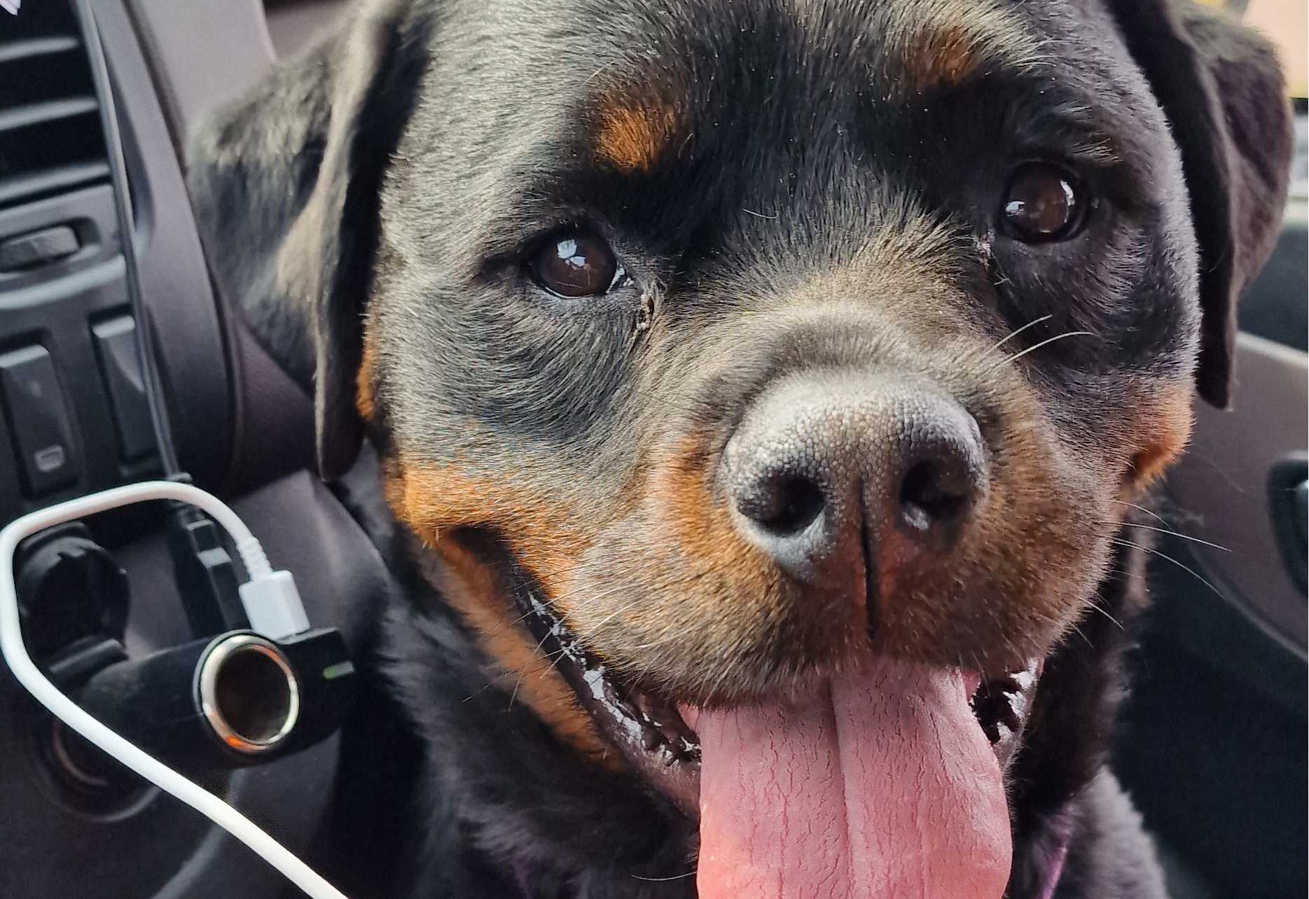 cagnotte cause animale