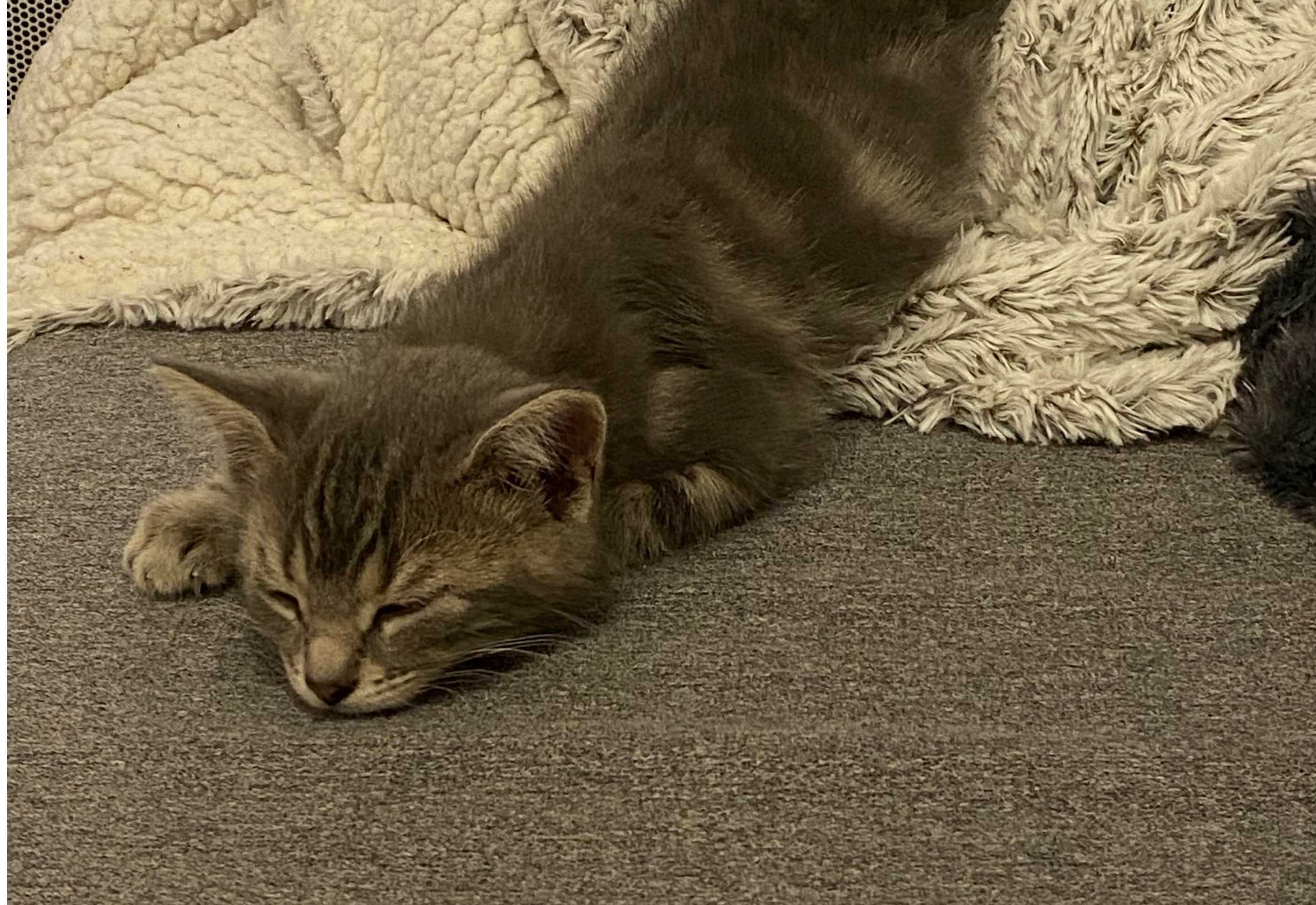 cagnotte cause animale