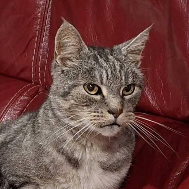 cagnotte cause animale