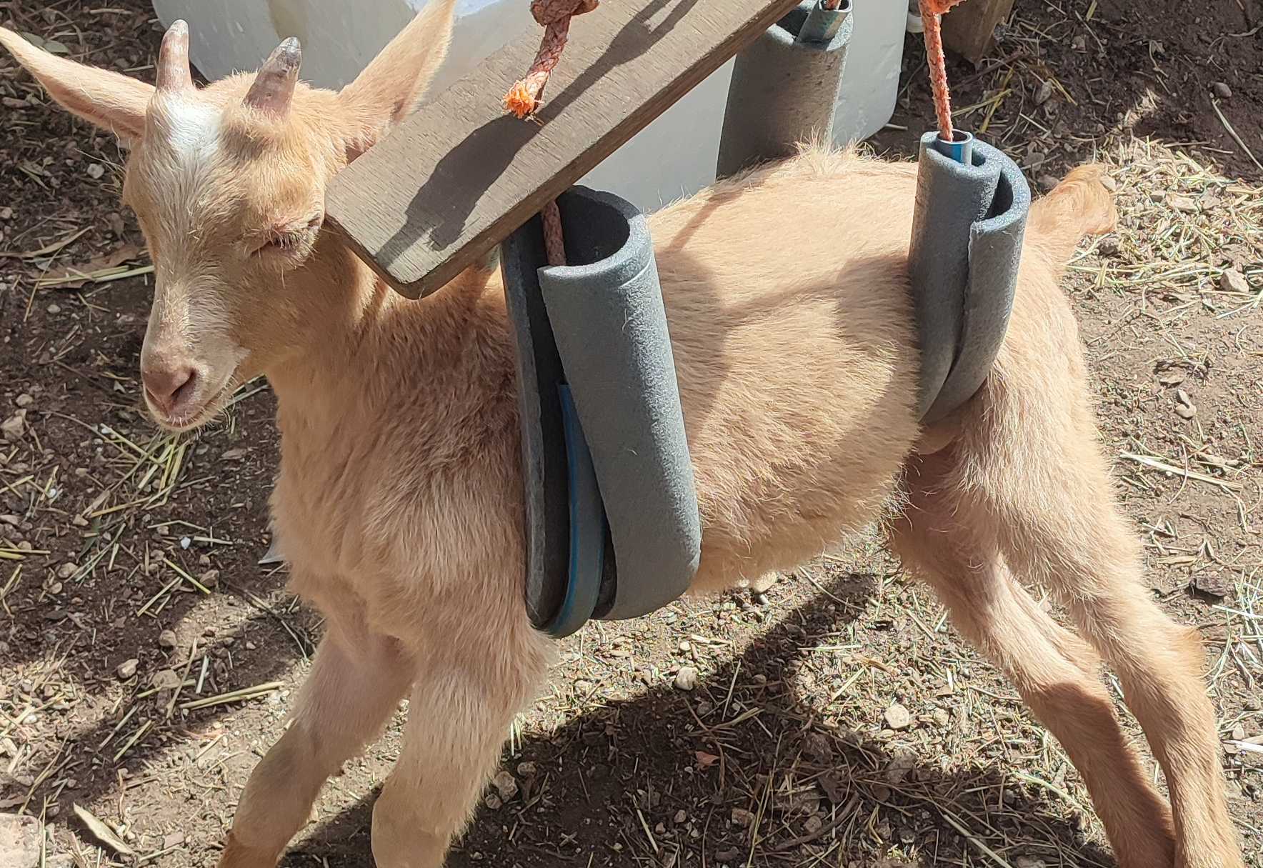 cagnotte cause animale