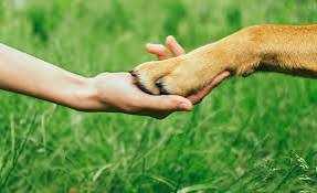 cagnotte cause animale