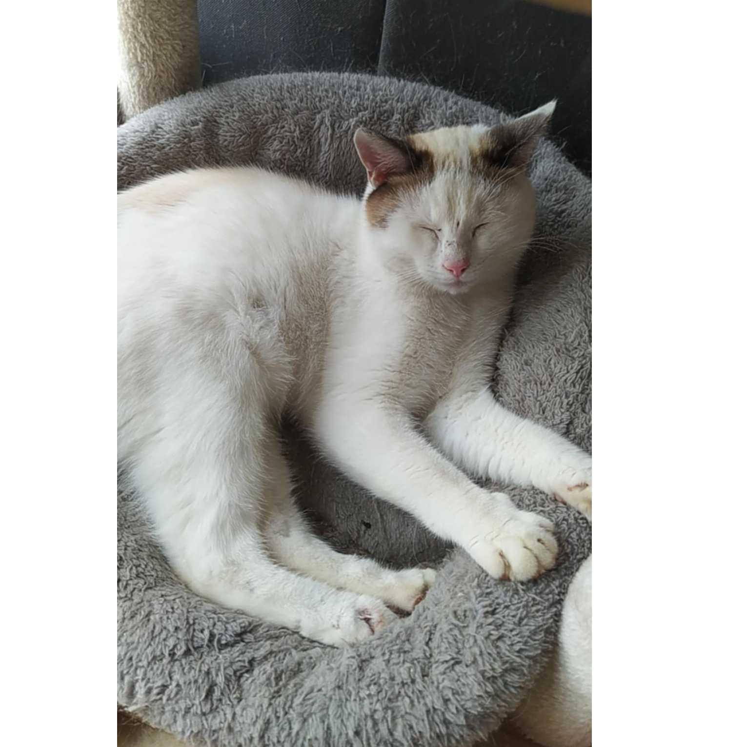 cagnotte cause animale