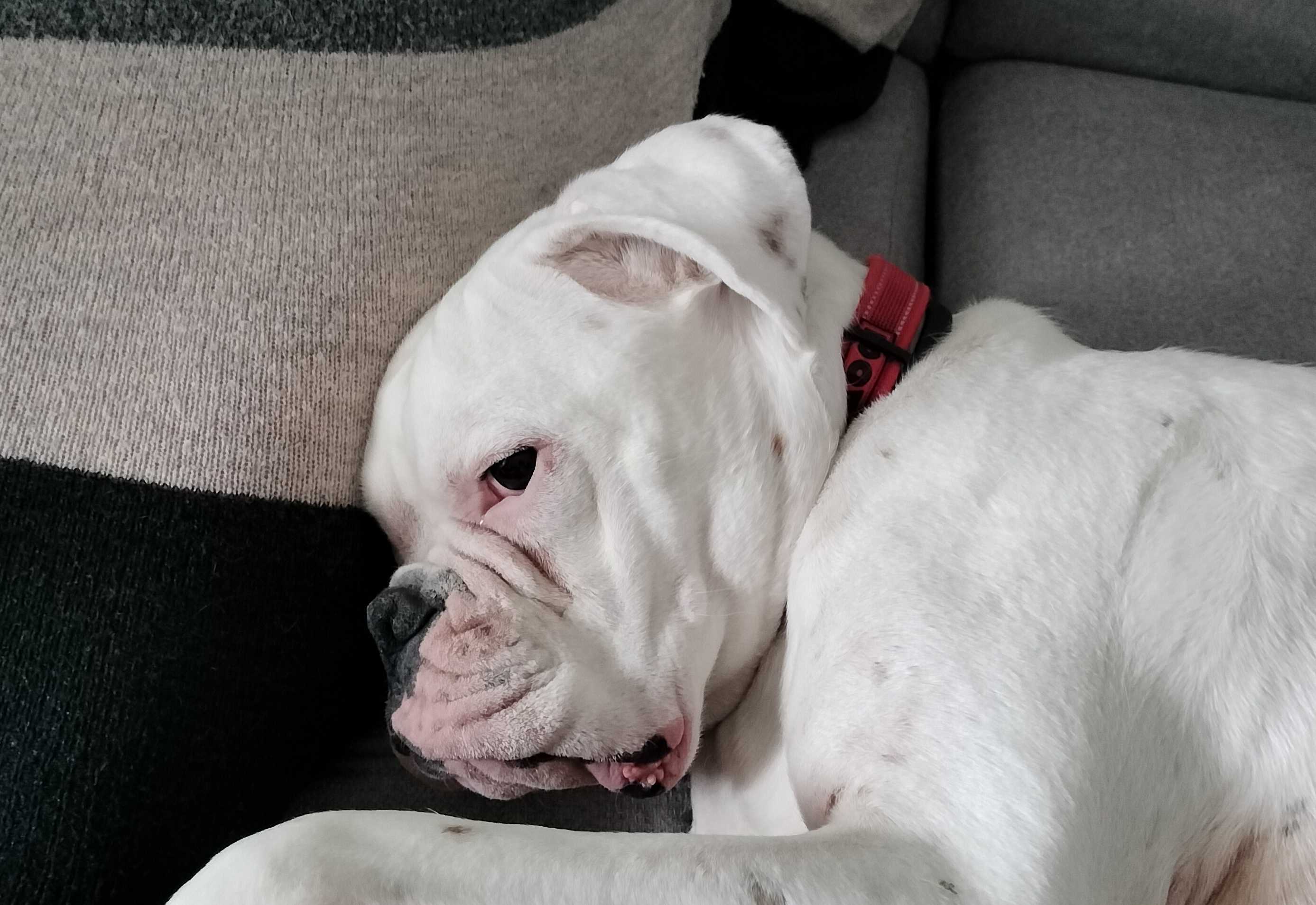 cagnotte cause animale