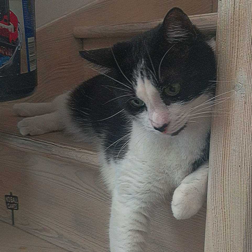 cagnotte cause animale