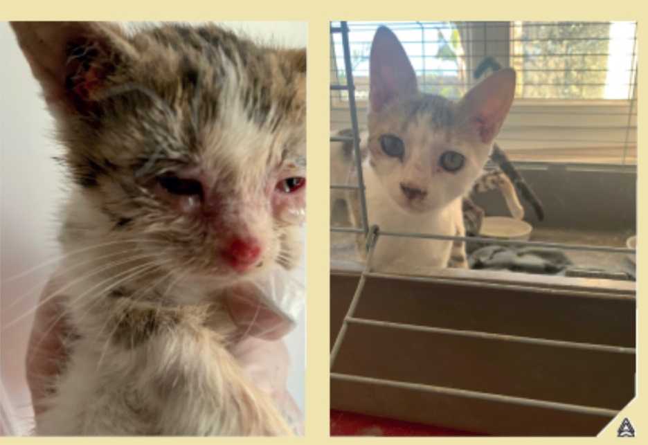 cagnotte cause animale