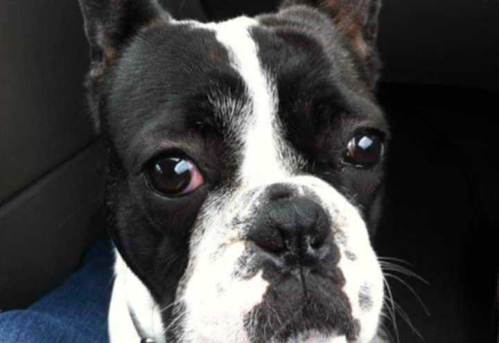 cagnotte cause animale