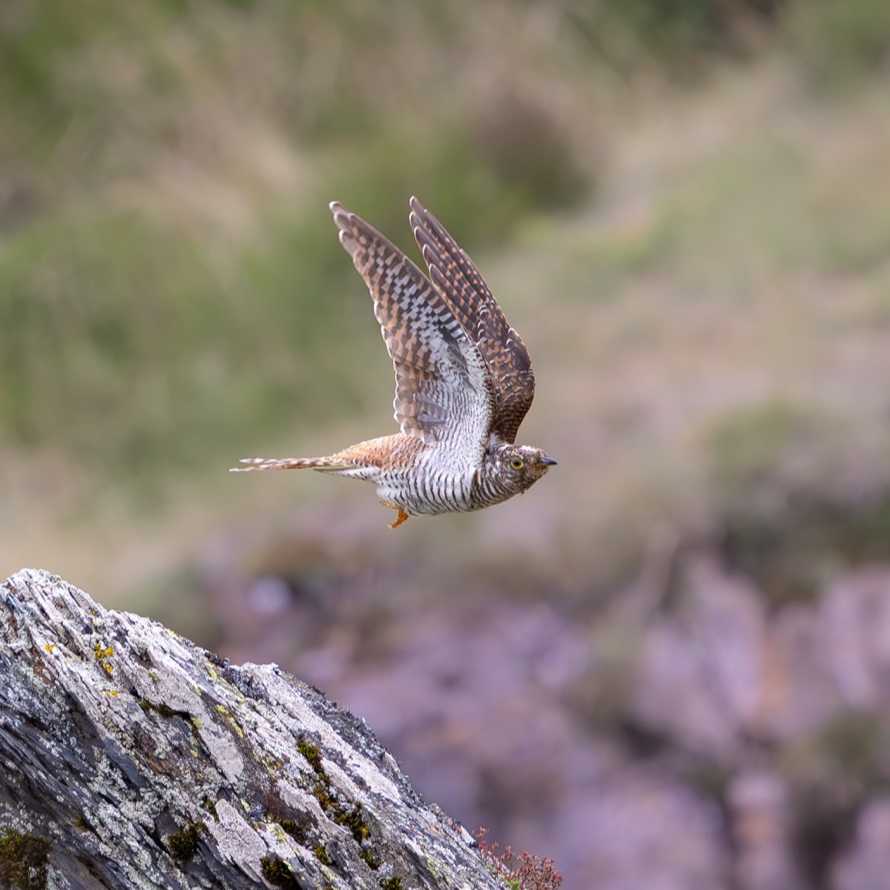 cagnotte entrepreneur