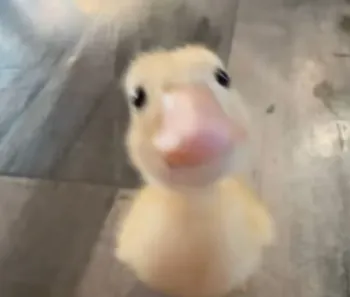 Image de profil