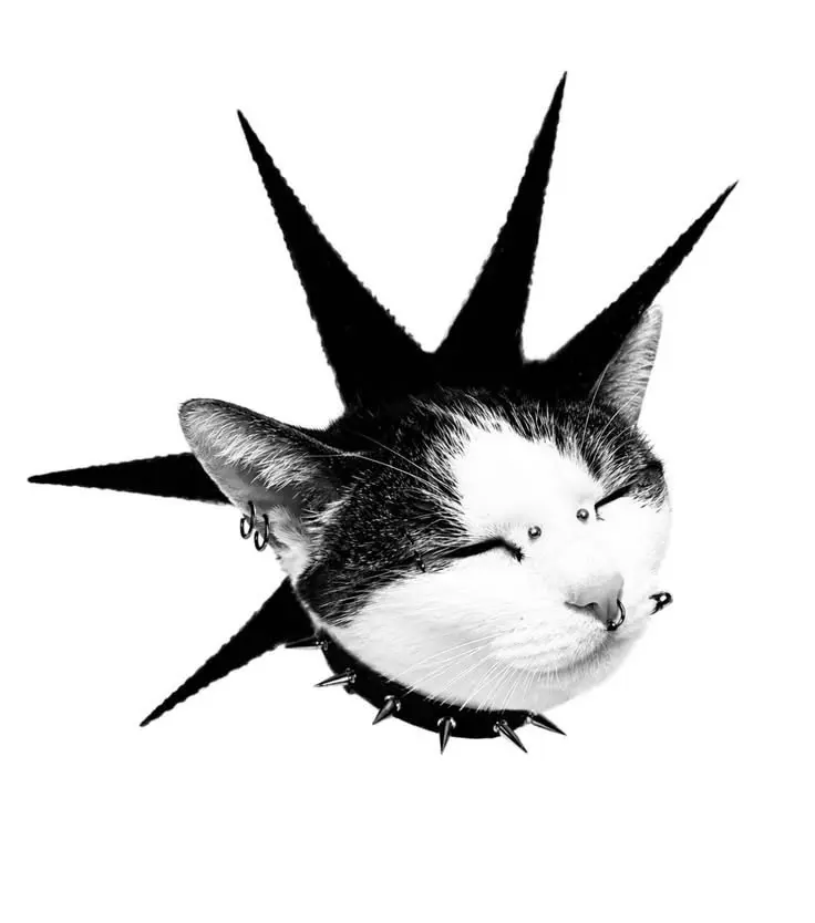 Image de profil