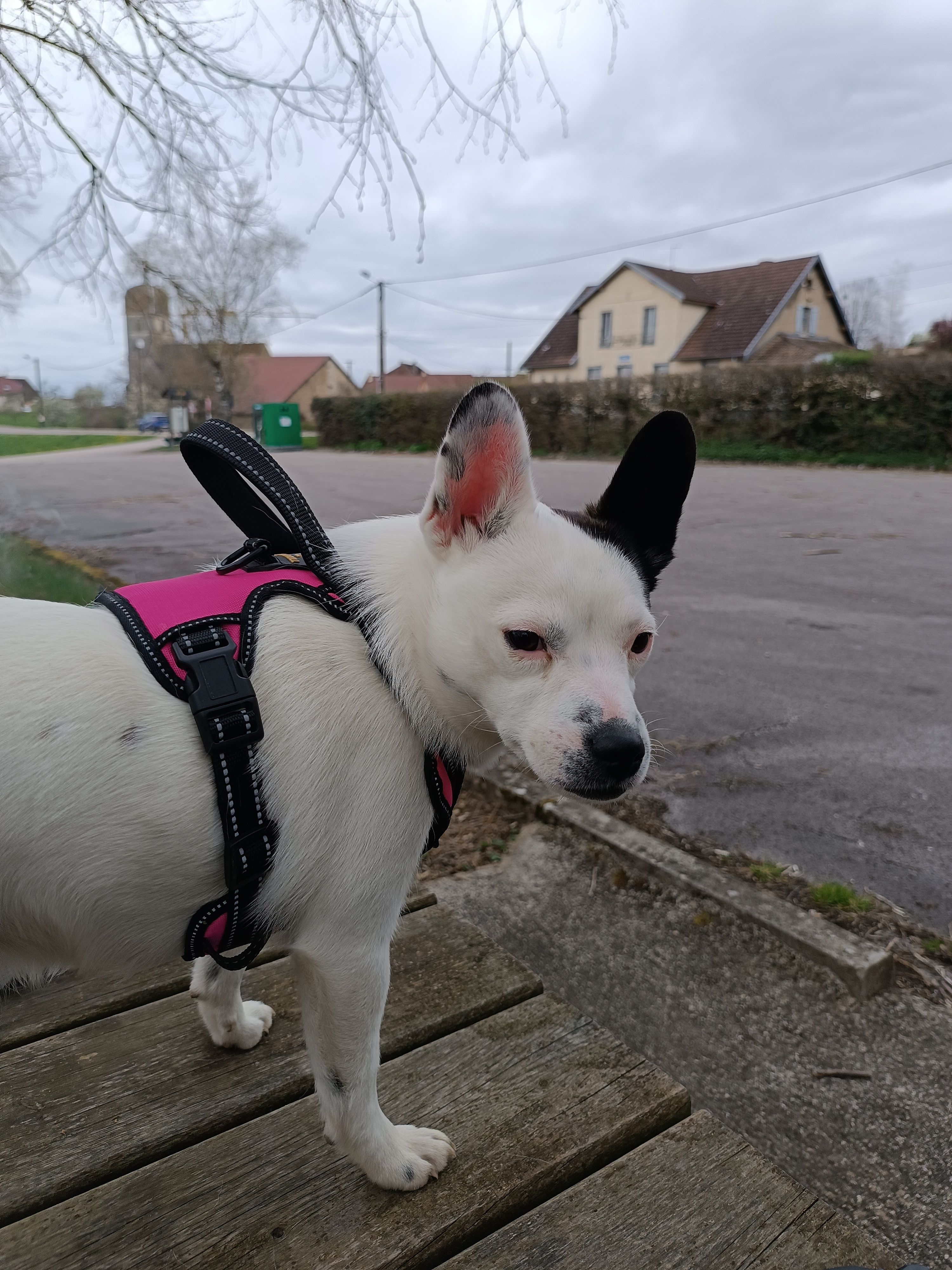 Image de profil