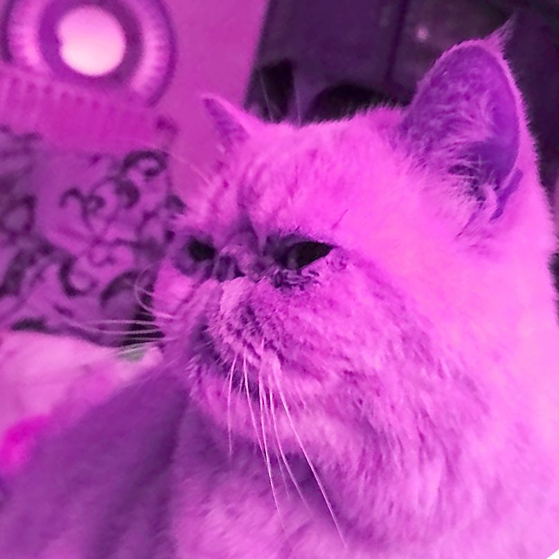 Image de profil