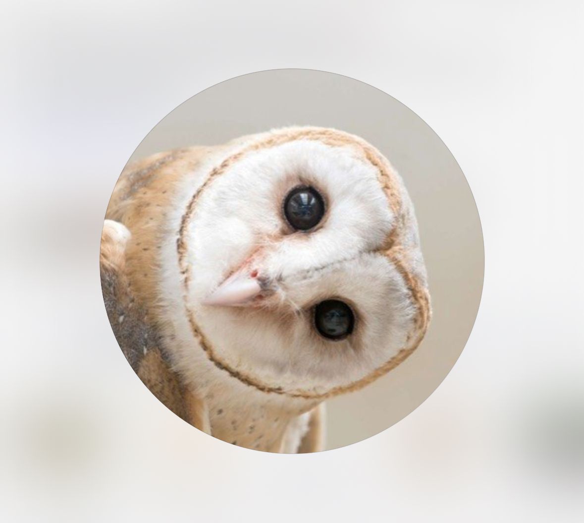 Image de profil